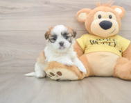 7 week old Teddy Bear Puppy For Sale - Lone Star Pups