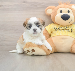 8 week old Teddy Bear Puppy For Sale - Lone Star Pups