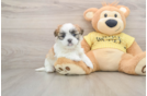 Best Teddy Bear Baby