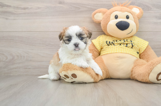 Best Teddy Bear Baby