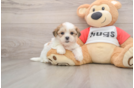 Teddy Bear Pup Being Cute
