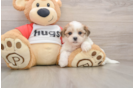 Teddy Bear Puppy for Adoption