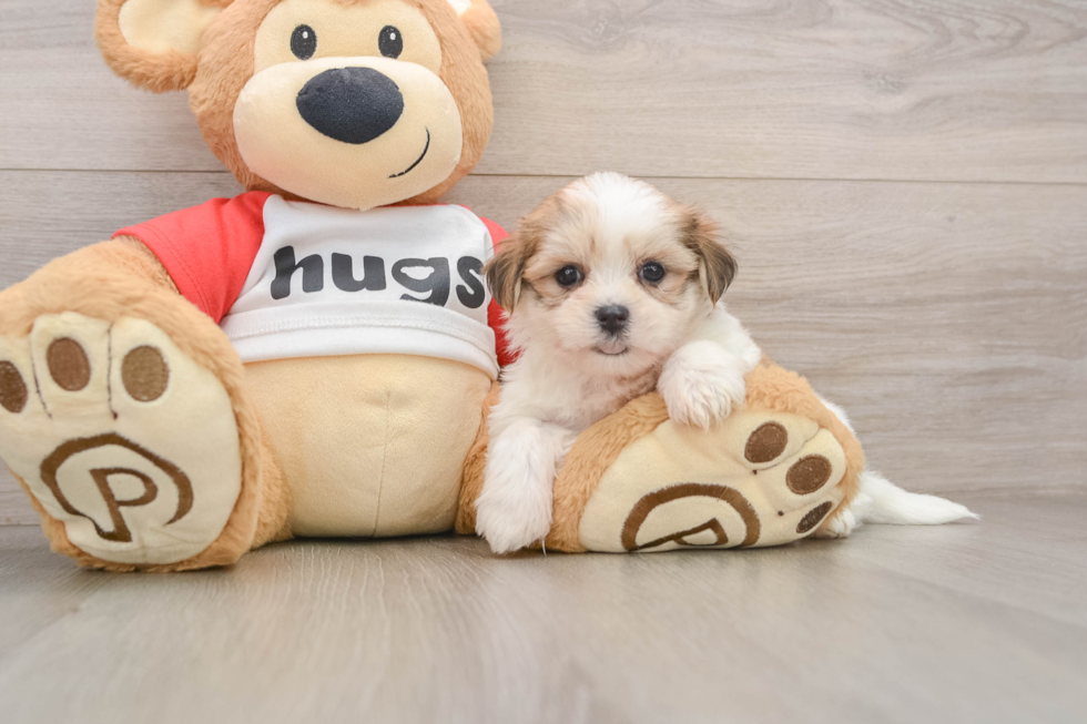 Teddy Bear Puppy for Adoption