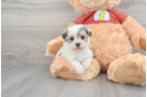 Best Teddy Bear Baby