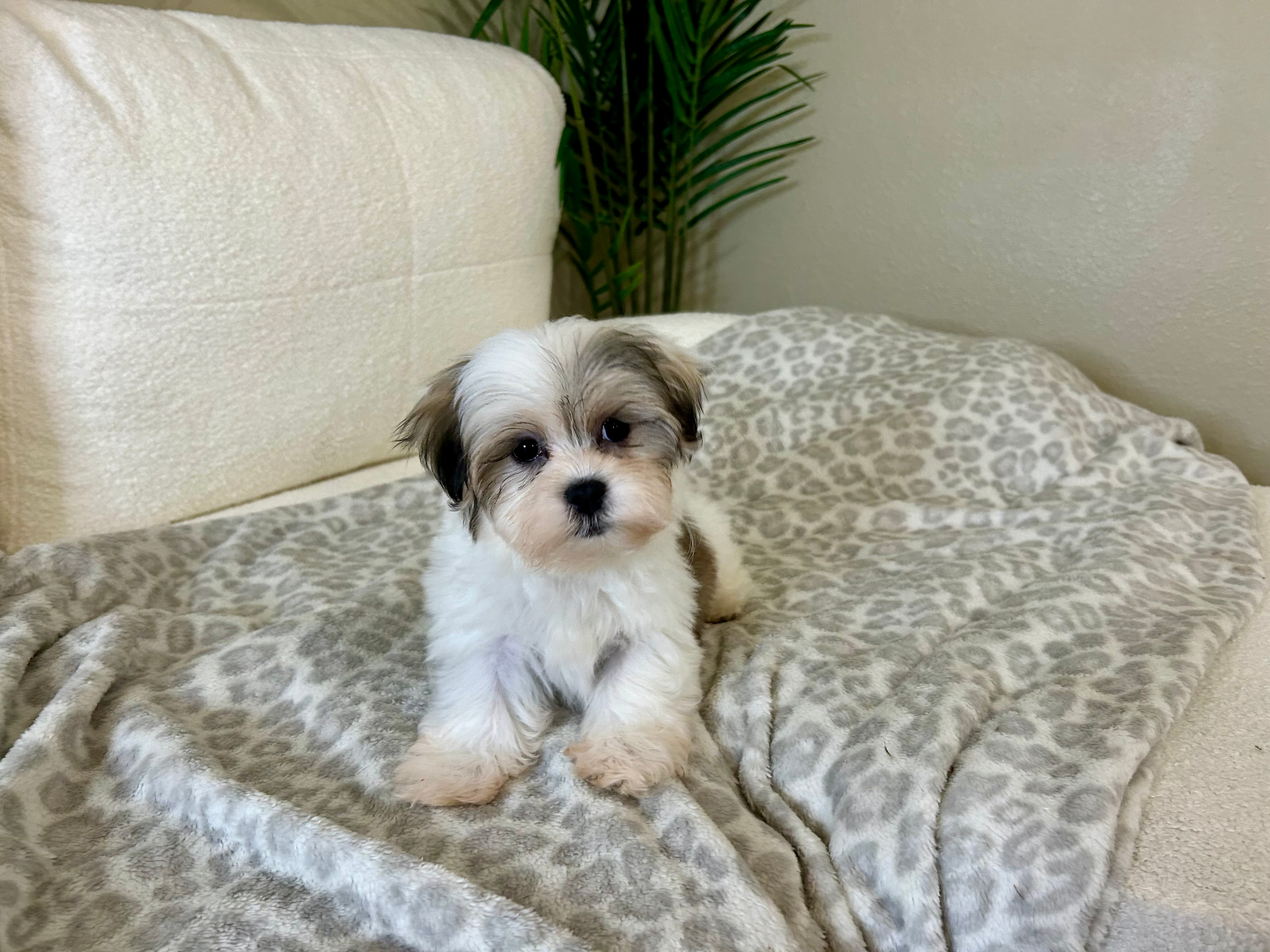 Cute Teddy Bear Designer Pup