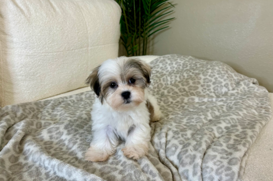 shichon teddy bear puppies for sale