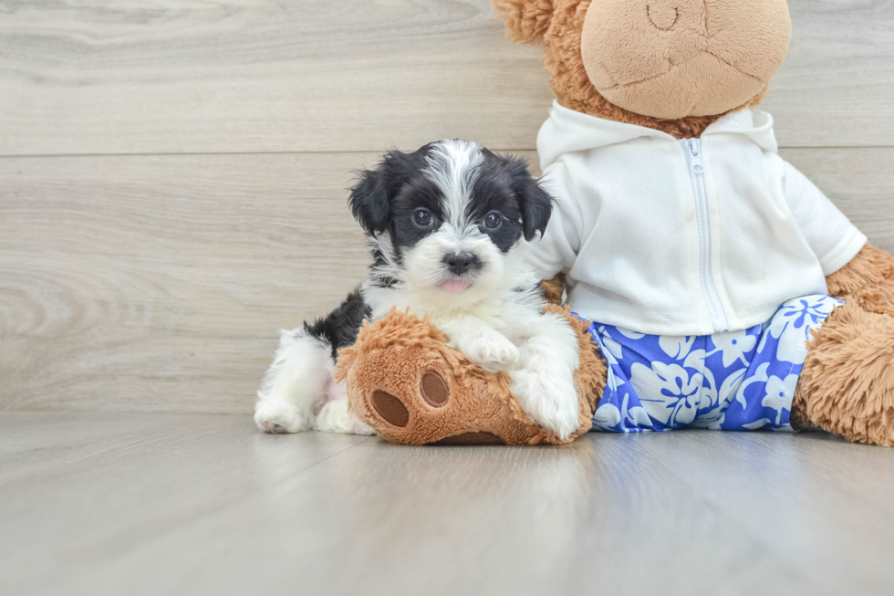 Adorable Shichon Designer Puppy