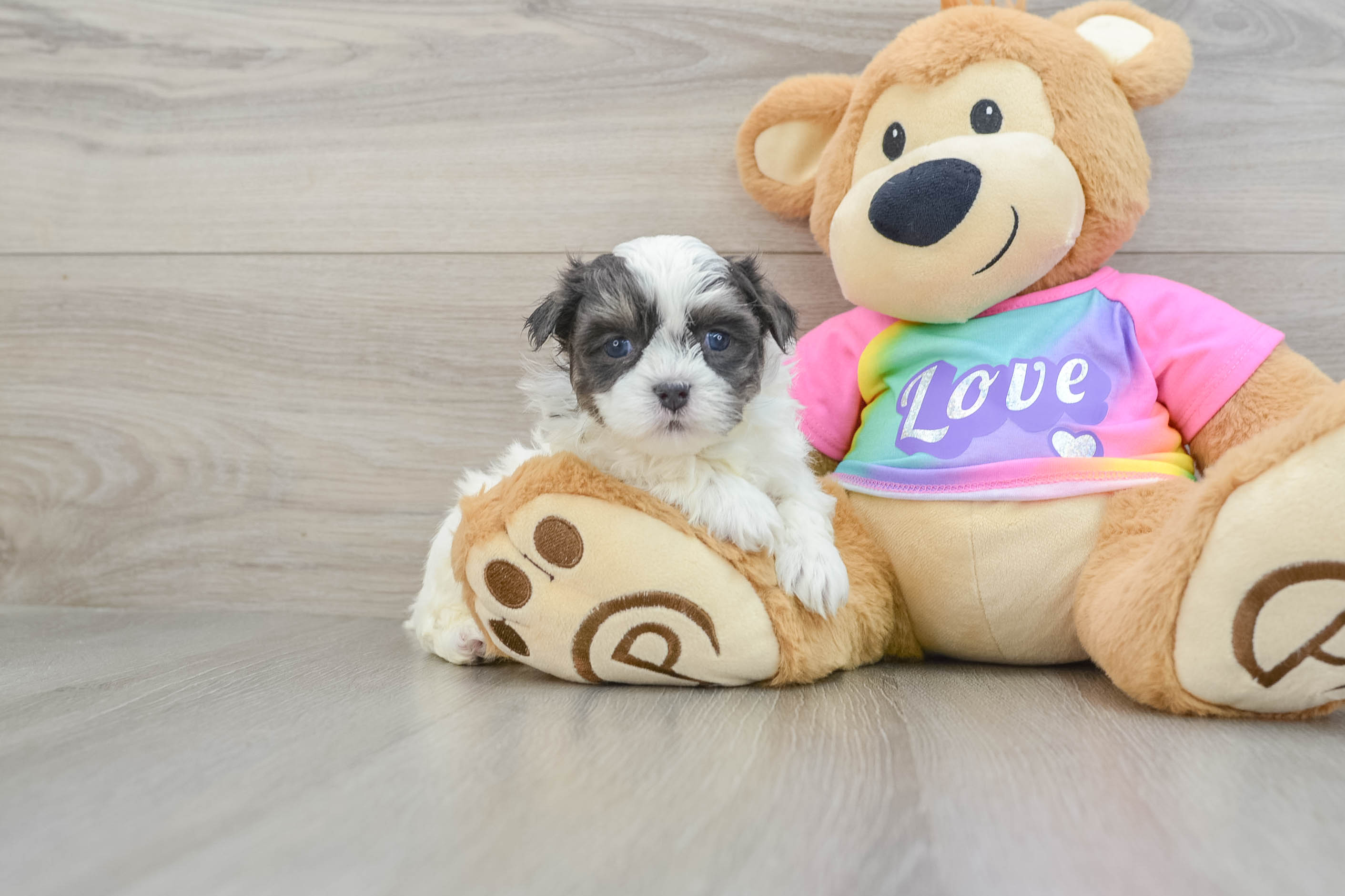 Best Teddy Bear Baby