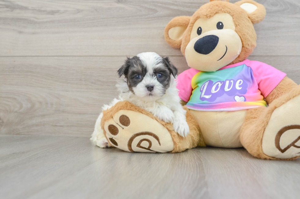 6 week old Teddy Bear Puppy For Sale - Lone Star Pups