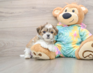 5 week old Teddy Bear Puppy For Sale - Lone Star Pups