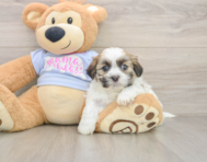 6 week old Teddy Bear Puppy For Sale - Lone Star Pups