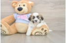 Popular Teddy Bear Designer Pup
