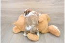Teddy Bear Pup Being Cute