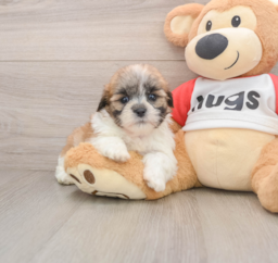 9 week old Teddy Bear Puppy For Sale - Lone Star Pups