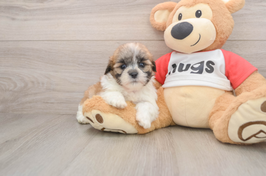 Hypoallergenic Shi Chon Designer Puppy