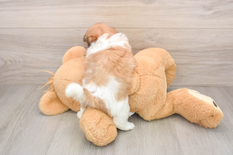 Popular Teddy Bear Designer Pup