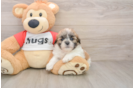 Petite Teddy Bear Designer Pup