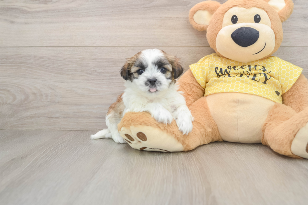 Adorable Shit Designer Puppy