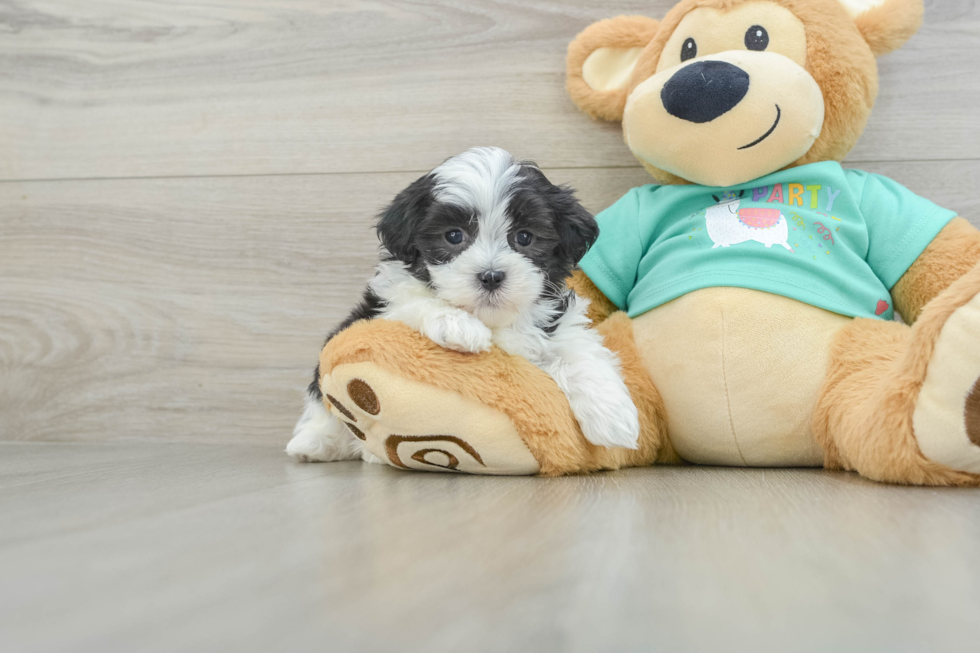 Teddy Bear Pup Being Cute