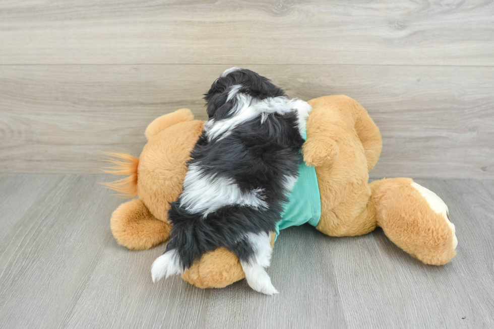 Playful Shichon Designer Puppy