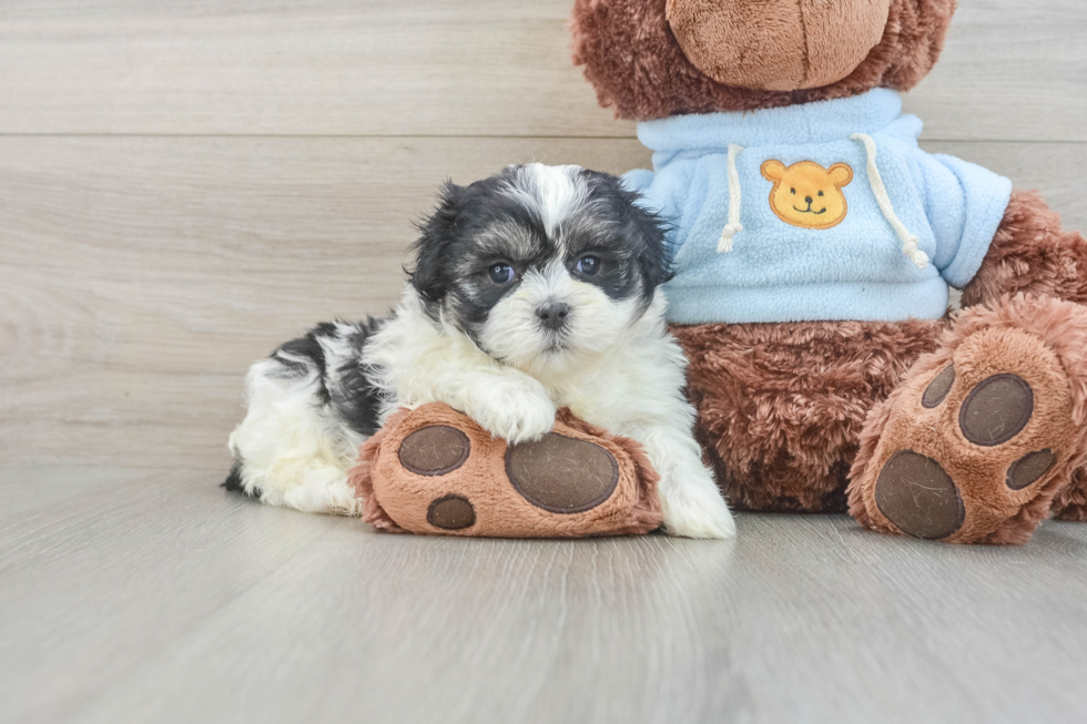 Teddy Bear Pup Being Cute