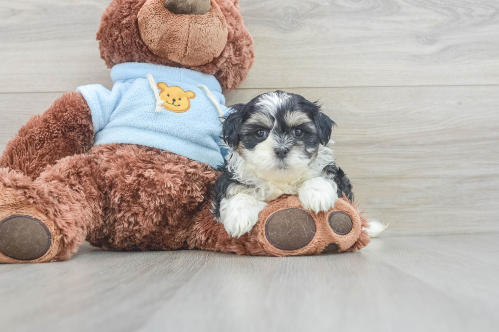 Teddy Bear Pup Being Cute