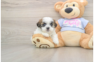 Teddy Bear Puppy for Adoption