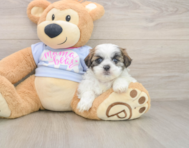 7 week old Teddy Bear Puppy For Sale - Lone Star Pups