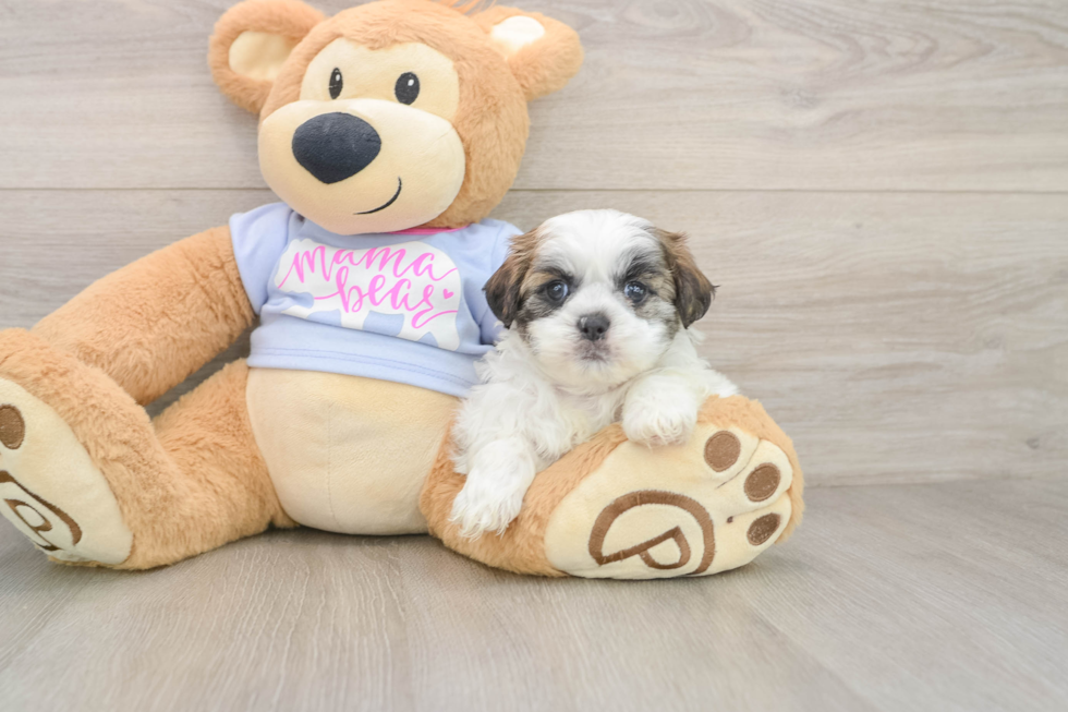 Petite Teddy Bear Designer Pup