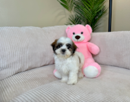 9 week old Teddy Bear Puppy For Sale - Lone Star Pups