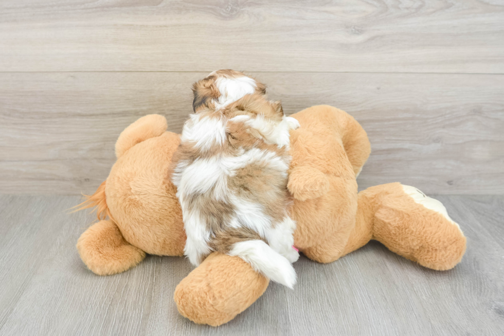 Teddy Bear Puppy for Adoption