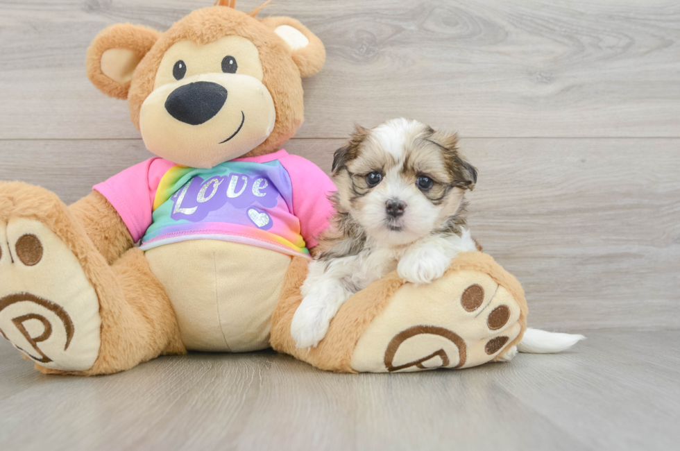 5 week old Teddy Bear Puppy For Sale - Lone Star Pups