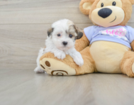 9 week old Teddy Bear Puppy For Sale - Lone Star Pups