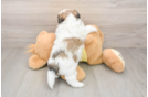Little Shi Chon Designer Puppy