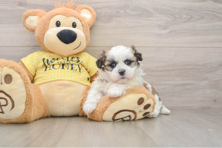 Teddy Bear Puppy for Adoption