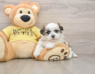 5 week old Teddy Bear Puppy For Sale - Lone Star Pups