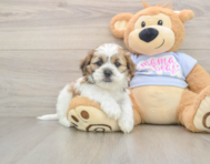 5 week old Teddy Bear Puppy For Sale - Lone Star Pups