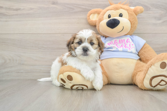 Teddy Bear Pup Being Cute