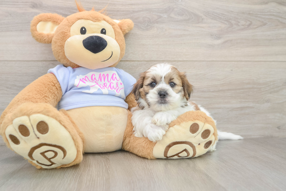 Small Teddy Bear Baby