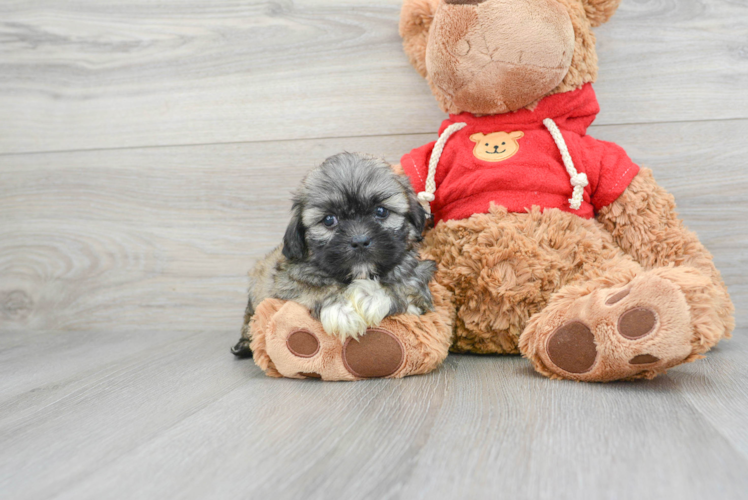 Adorable Shitzu Designer Puppy