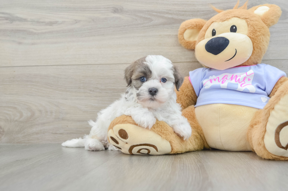 8 week old Teddy Bear Puppy For Sale - Lone Star Pups