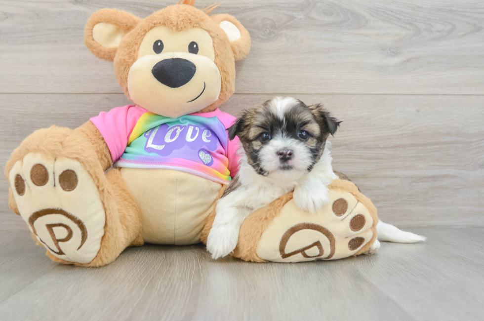 5 week old Teddy Bear Puppy For Sale - Lone Star Pups