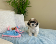 9 week old Teddy Bear Puppy For Sale - Lone Star Pups