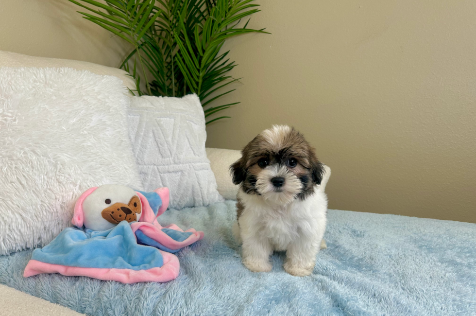 9 week old Teddy Bear Puppy For Sale - Lone Star Pups