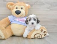 7 week old Teddy Bear Puppy For Sale - Lone Star Pups