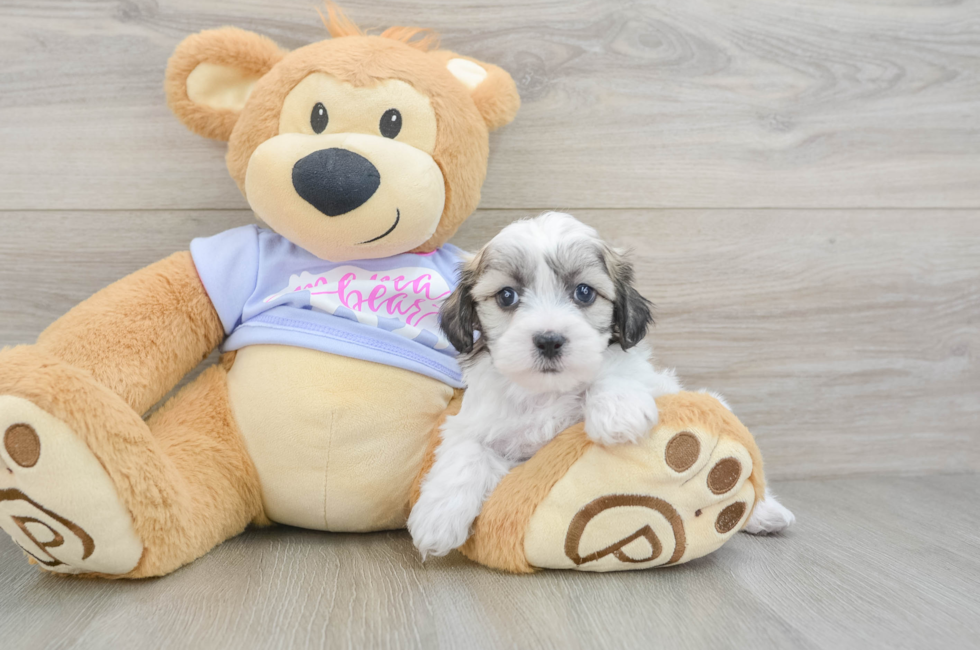 6 week old Teddy Bear Puppy For Sale - Lone Star Pups
