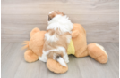 Hypoallergenic Shi Chon Designer Puppy