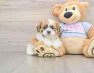 5 week old Teddy Bear Puppy For Sale - Lone Star Pups