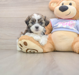 5 week old Teddy Bear Puppy For Sale - Lone Star Pups
