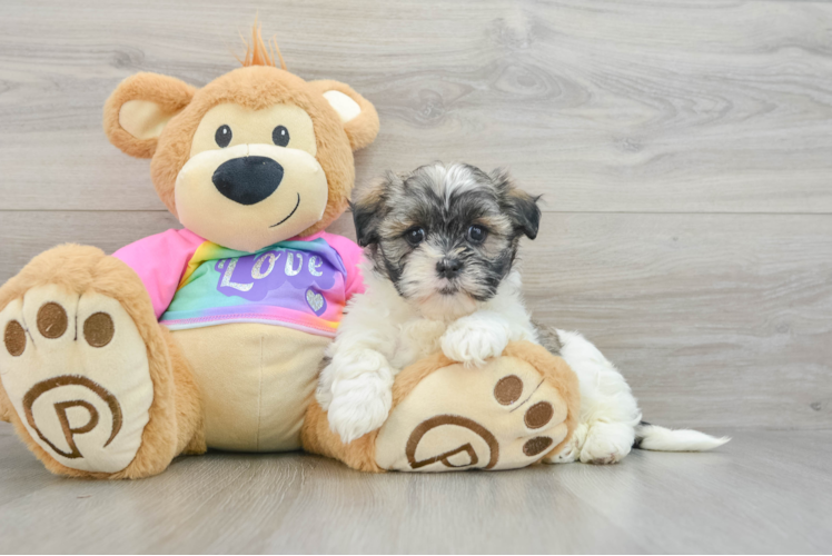 Teddy Bear Puppy for Adoption